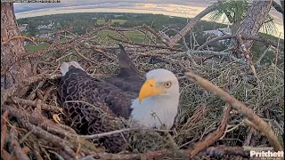 SWFL Eagles ~ Mighty M15 Brings In Huge Crib Rails & Tests Out The Nest Bowl👍 F23 Watches😊 10.21.23