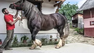 Armăsar pentru montă, cai grei de rasa 2019 din Suceava