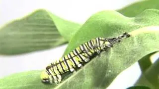 Monarch Caterpillar molting it's skin (Time Lapse)