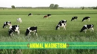 Animal Magnetism: How Animals Navigate