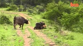 ▶  Flying Lion  Buffalo Launches Predator Into The Air     YouTube