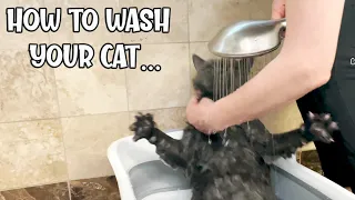 How To Bathe a Cat No Stress🙀 Wash a Cat to Get rid of Fleas in the House or Cat, British Shorthair