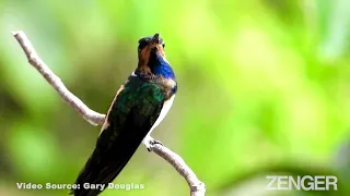 Meet The Female Hummingbirds That Avoid Male Bullies By Looking Like Them