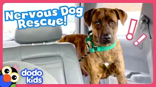 Barking Dog Turns Into The Biggest Cuddlebug! | Dodo Kids | Rescued!
