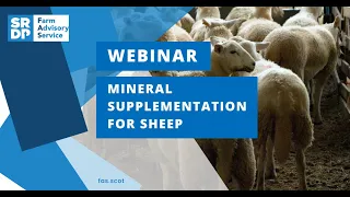 Mineral Supplementation for Sheep Webinar