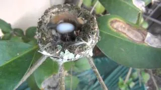 Newly Hatched Baby Hummingbird