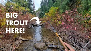 I Caught a MONSTER Out of This TINY Creek! (Tenkara Fly Fishing)