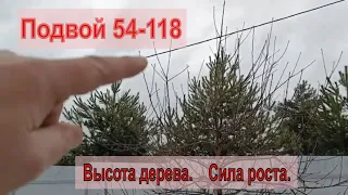 ПОДВОЙ ЯБЛОНИ 54-118. Высота дерева, сила роста