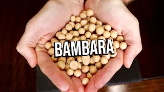 BAMBARA - A criminally underutilized bean.