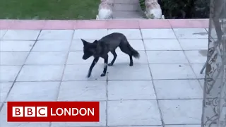 Rare black fox spotted in London garden