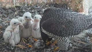 Osaka Peregrine Falcons 2024-04-24/ 8th and last feeding