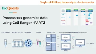 Cell Ranger - Process 10x genomics data (Part2 - Hands-on)