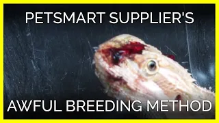 PetSmart Supplier's Awful Breeding Method