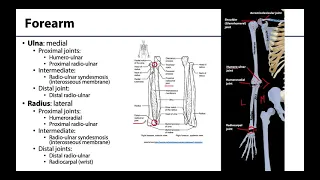 Upper Limb - Bones & Joints