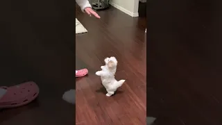 Coton De Tulear Puppies