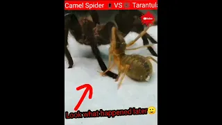 🕷️Camel spider fight Tarentula🕸️#facts #insects #shortsfeed #shortvideo #factsinhindi #shorts #short