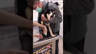 Dog getting his nails cut funny video 😂😂