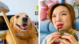 The dogs are cute and funny #24 - Funny and Cute Pets Compilation