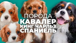 Кавалер Кинг Чарльз Спаниель 🐾 Все о породе, плюсы и минусы, уход, характер, воспитание, отзывы 🐶