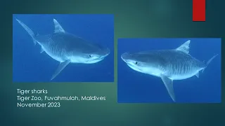 Tiger sharks at Tiger Zoo, Fuvahmulah, Maldives