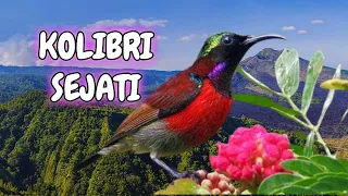 Hummingbird Facts & Some Beautiful Footage This is Hummingbird Heaven | United States of Animals