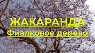 Жакаранда, фиалковое дерево. Родина жакаранды