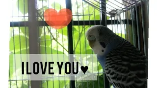 How To know that your budgie likes you?? 😍🐤