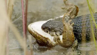 Large grass snake eats large frog / Grosse Ringelnatter frisst grossen Frosch