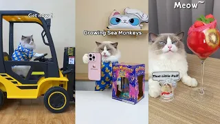 That Little Puff | Cats Make Food 😻 | Kitty God & Others | TikTok 2024 #11