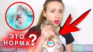 ЧТО ТО ПОШЛО НЕ ТАК СО ШВОМ ОПЕРАЦИЯ ПЕРВЫЙ ДЕНЬ КРОЛИКА ЭЛЬЗА | Elli Di Pets