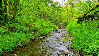 Звук ручья успокаивает || Звук красивого журчащего ручья в лесу весной || Преодолевайте бессонницу
