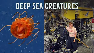 Deep sea creatures revealed! My ocean expedition with a robot.