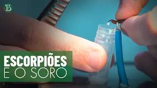 Escorpiões para produção de soro