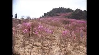 산유화-남인수