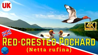 RED CRESTED POCHARD (Netta rufina) |Diving Duck|UK | Unlimited Vlog by RJS