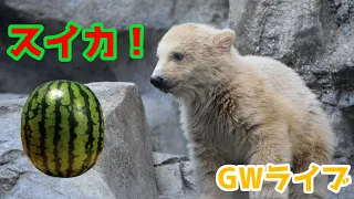 【GWライブ】はじめてのスイカ！【ホッキョクグマ赤ちゃん】