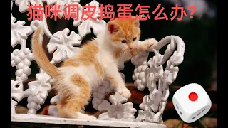 养猫指南 打造愉快猫咪乐园！满足好奇心、释放精力的终极指南！🐾💡