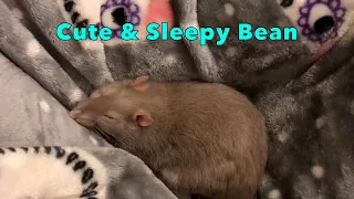 Cute & Sleepy Bean!