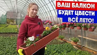 Ваш балкон будет цвести всё лето!