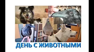 День с животными