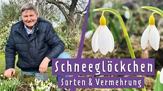 Schneeglöckchen pflegen, vermehren und tolle Sorten entdecken | MDR Garten