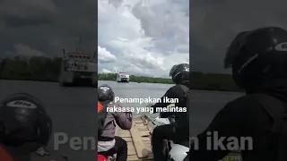 Penampakan ikan raksasa