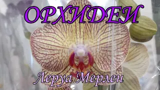 💗ЭКСКЛЮЗИВНЫЕ ОРХИДЕЙ в ЛЕРУА МЕРЛЕН 💗06 мая 2021 💗 Поставщик Росток 💗 ТОРИНО 💗  КЛЕМЕНТИНА их много