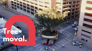 Watch this huge 300-year-old tree get transported through a city | SWNS