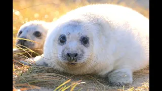 Beautiful Seals & Pups - Norfolk - Horsey Gap & Blakeney Point