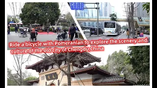 Ride a bicycle with Pomeranian to explore the scenery and culture of the old city of Chengdu,China