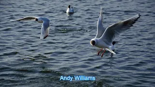 Where Do I Begin (Love Story) - Andy Williams