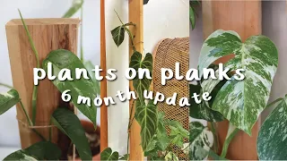 6 Month Plants on Planks Update | ideas for your plants on planks & my experience so far