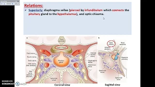 The Pituitary Gland (1) - Site and Relations - Dr. Ahmed Farid