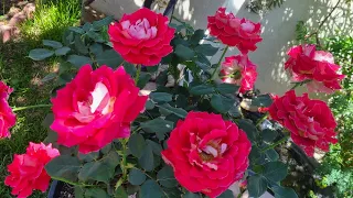 super fertilizante para rosales y explotarán en rosas reveló el secreto y natural